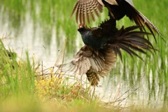 身近にいる野鳥CDXXXII！