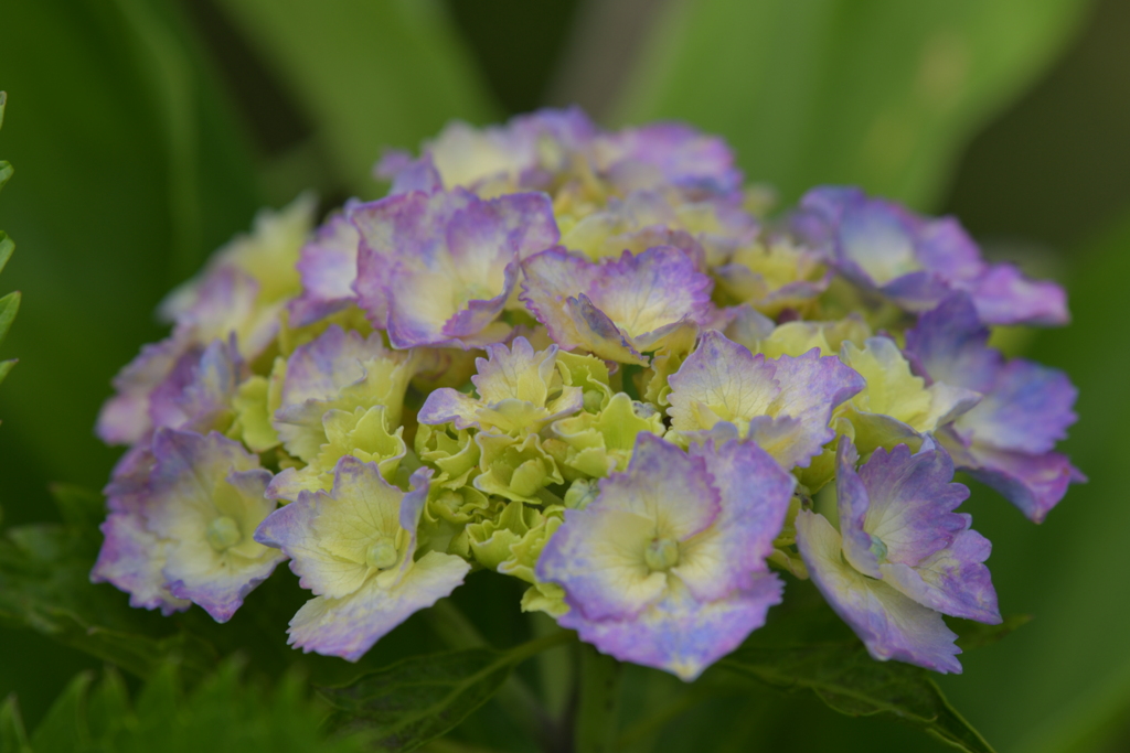 季節の花CMXCI！