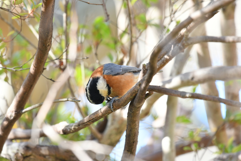 身近にいる野鳥CCXCVI！