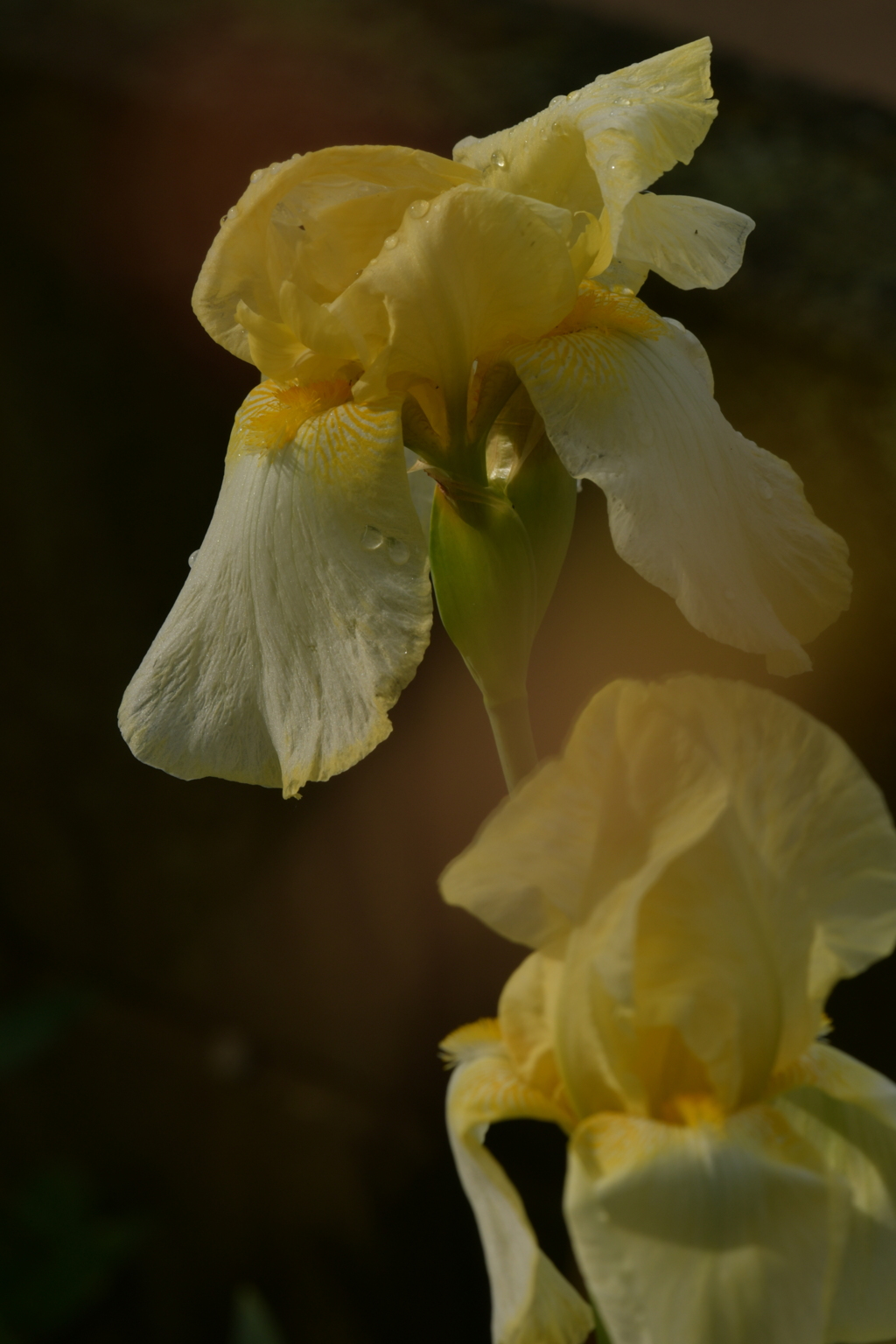 季節の花MCDLLV！