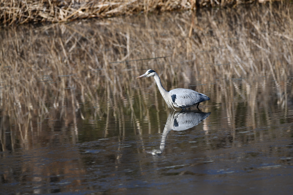 里山の野鳥LXXVII！