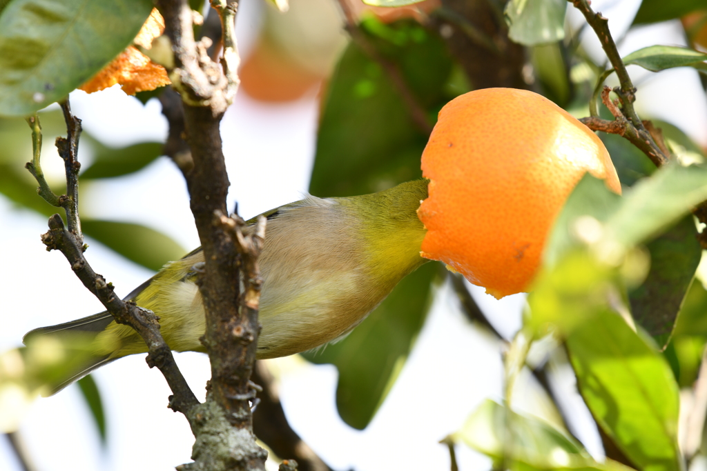 身近にいる野鳥LIV！