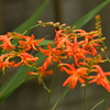 季節の花MXX！