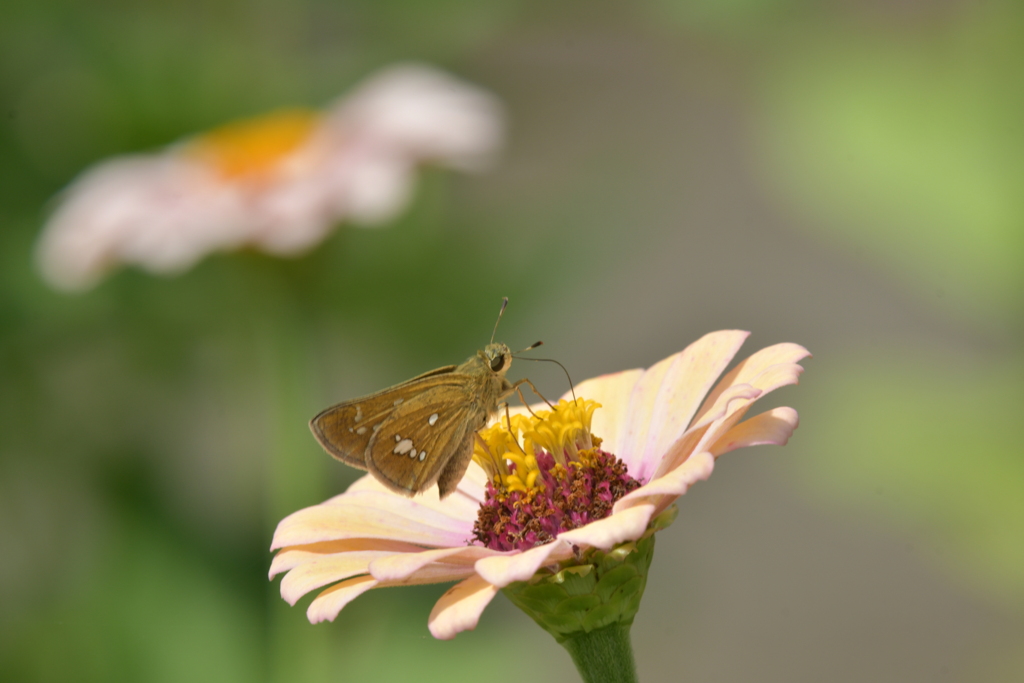 花と蝶MMMCDXCVIII！