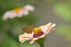 花と蝶MMMCDXCVIII! 花と蝶MMMCDXCVIII!