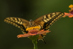 花と蝶II-CXXIII！