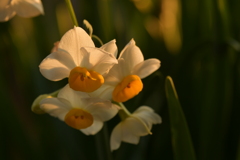 季節の花MDLXIII！