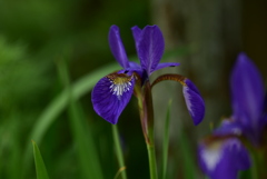 季節の花DCCXLIV！