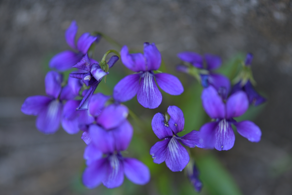 季節の花MCCXXXIV！