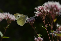 花と蝶II-CXLVII！