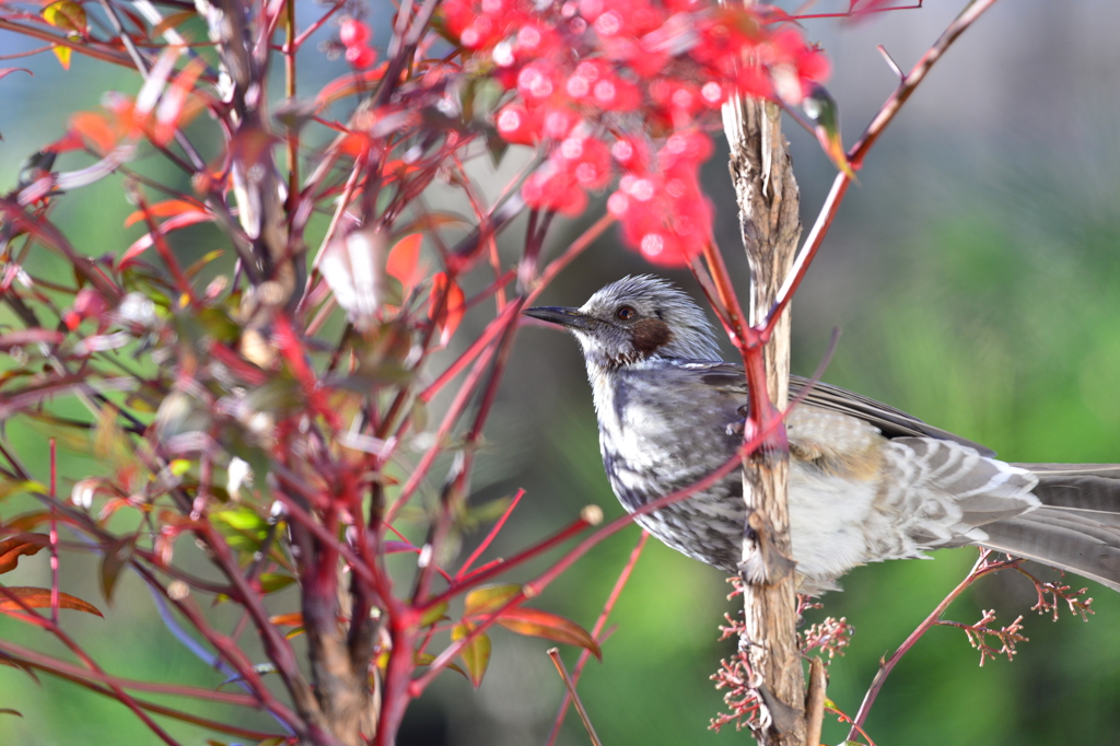 身近にいる野鳥XIII！
