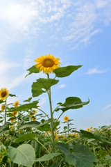 季節の花XIX！