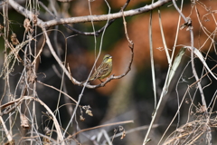 里山の野鳥LXXI！