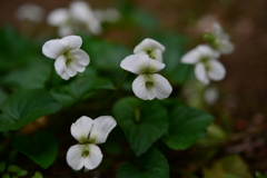 季節の花DCLXXXVI！