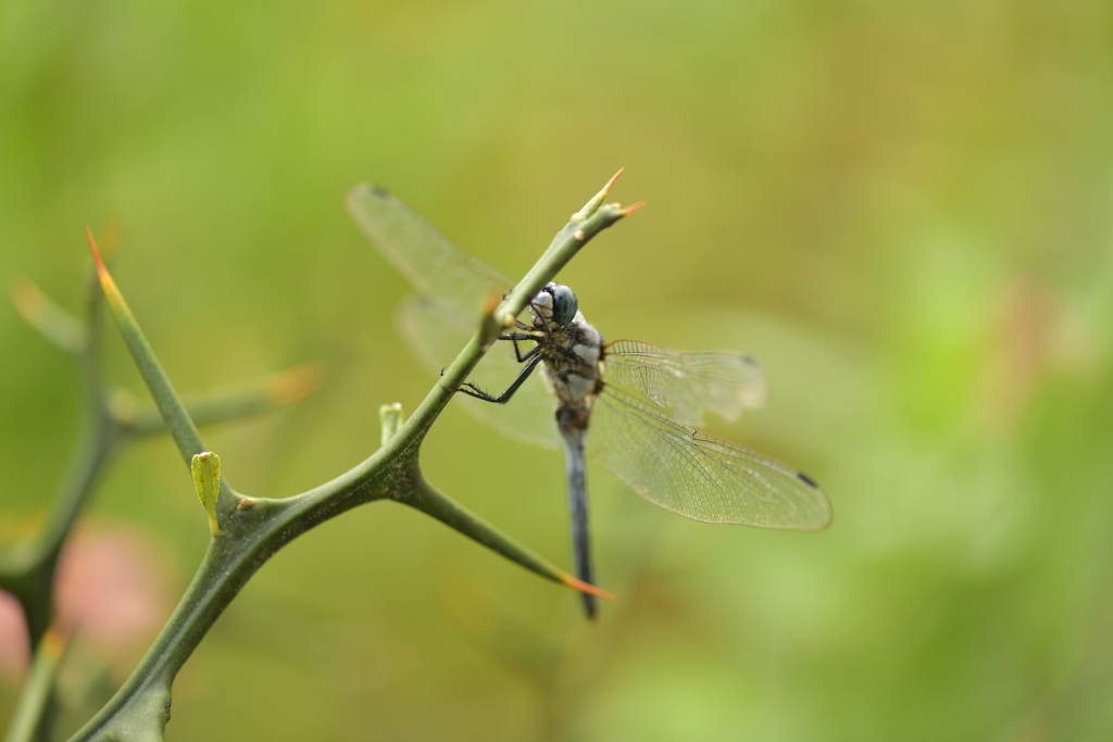 里山のトンボCCCLXXIII！