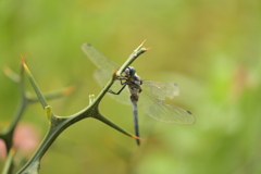 里山のトンボCCCLXXIII！