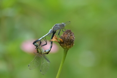 恋の季節CCLVII！