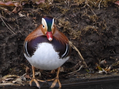 身近にいる野鳥CCLXXXIX！