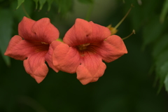 季節の花LXXXI！