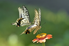 恋の季節CCLXV！