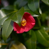 季節の花LV！