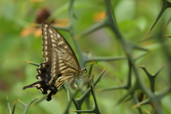 里山の蝶CDXIX！