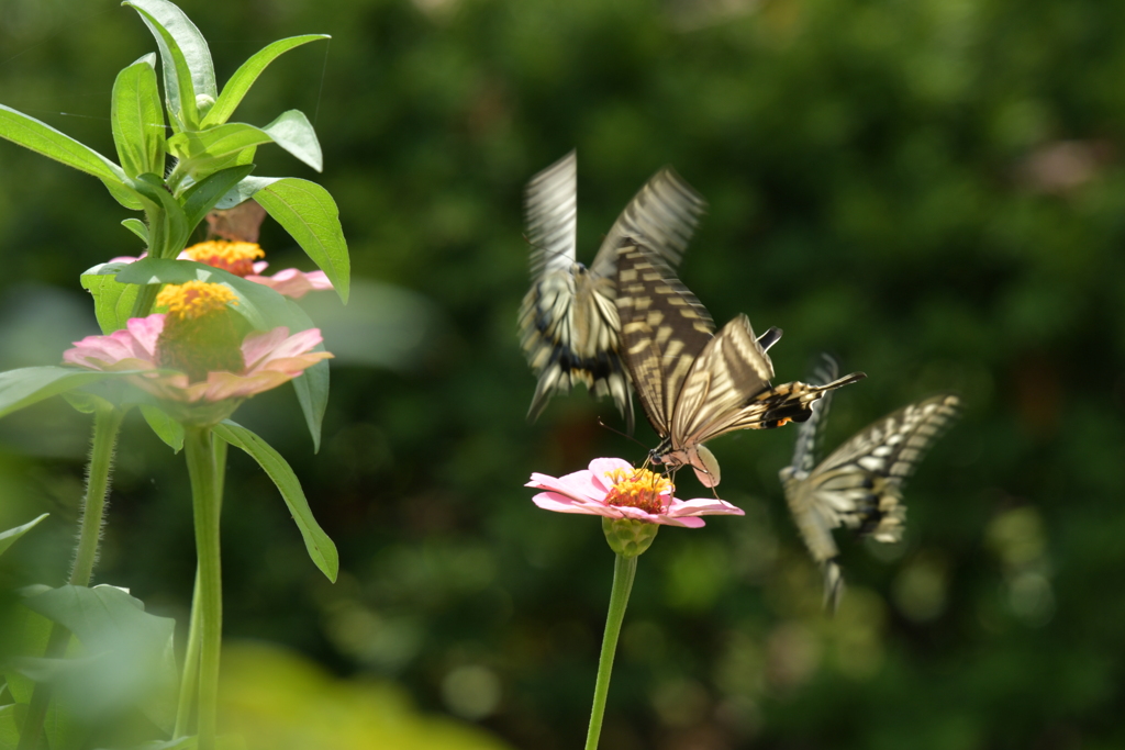 恋の季節CCLXVII！