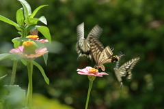 恋の季節CCLXVII！