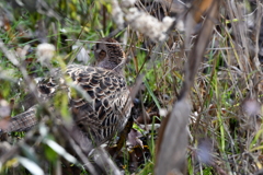 里山の野鳥LXXIV！