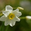 季節の花MCCXLVIII！