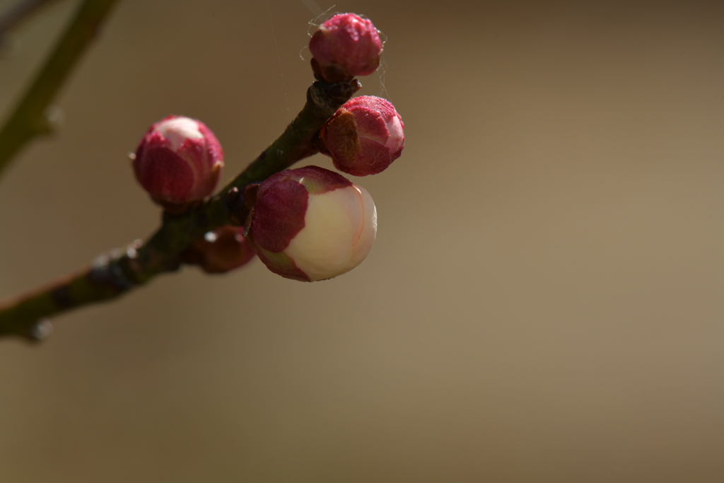 季節の花MDLIV！