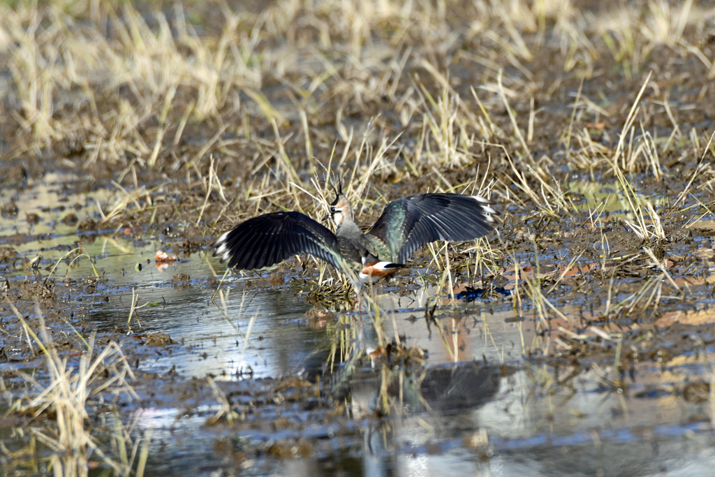 身近にいる野鳥CXXXIII！