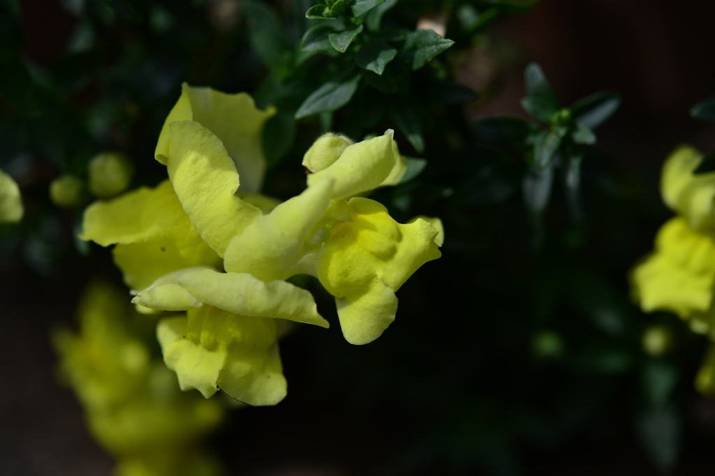 季節の花DCLXXXIV！