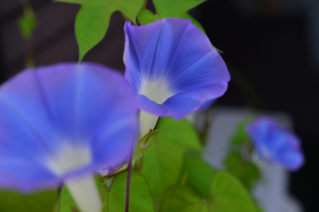 季節の花DIV！