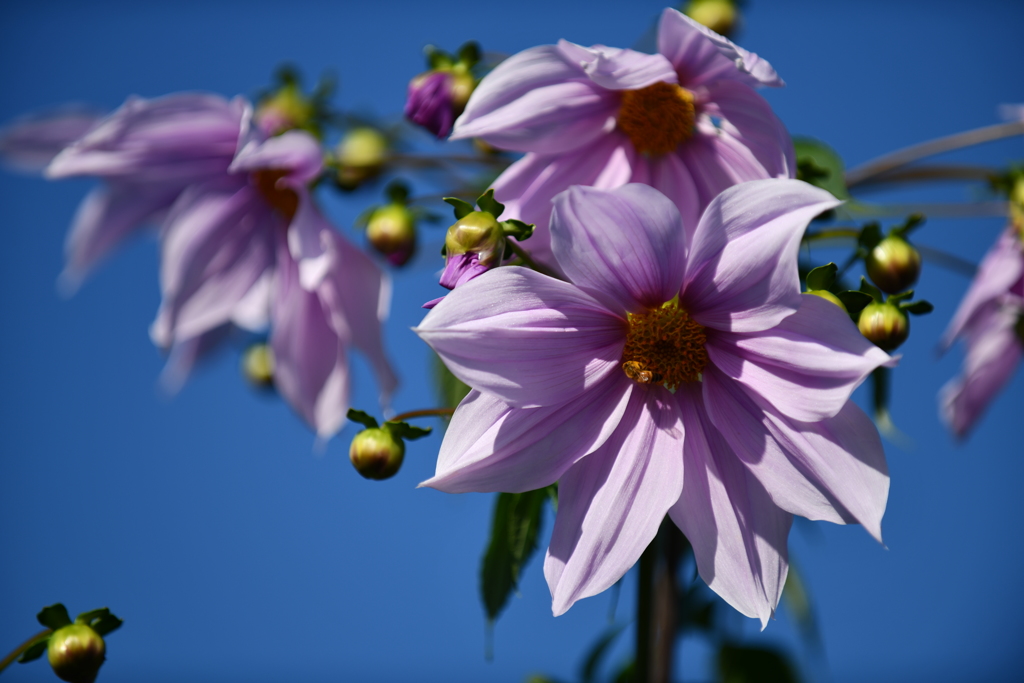 季節の花CII！