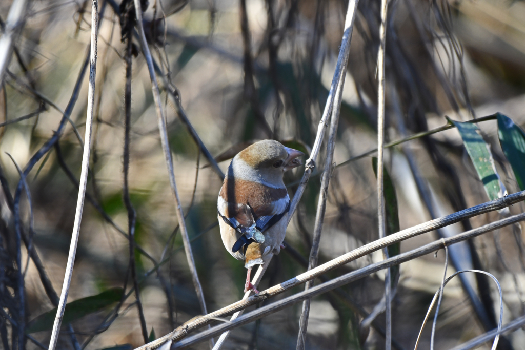 里山の野鳥LXXXI！