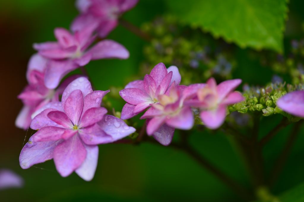 季節の花LXIX！