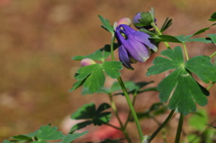 季節の花DCLXXVII！