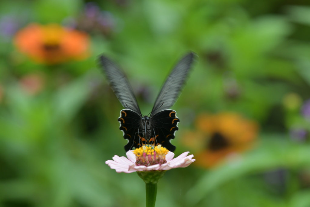 花と蝶MMCLXXXIV！