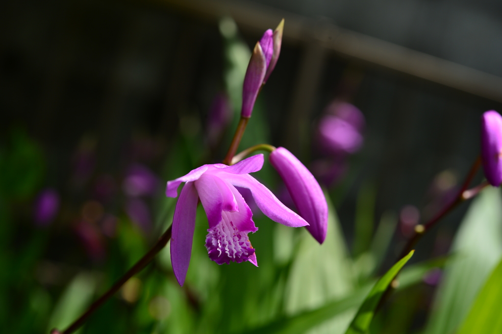季節の花MCDLXXI！