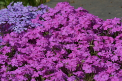 季節の花MCCXXVI！