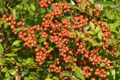 実りの季節XVI！