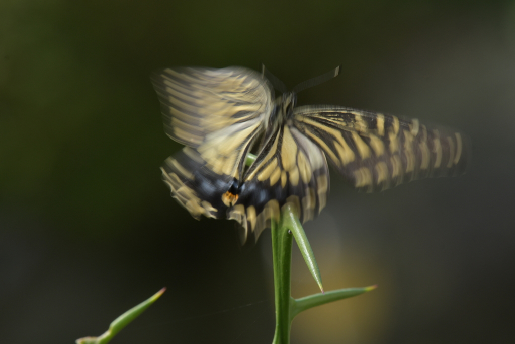 里山の蝶CDXXXIII！