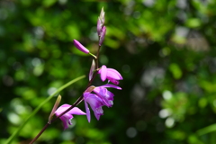 季節の花CDXXXIX！