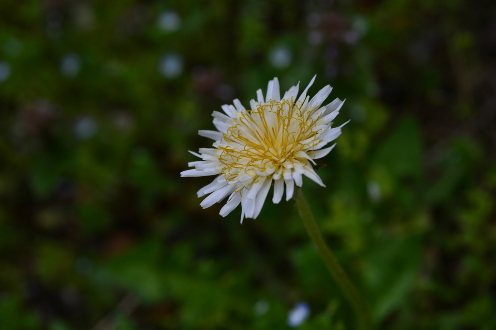 季節の花MXXI！