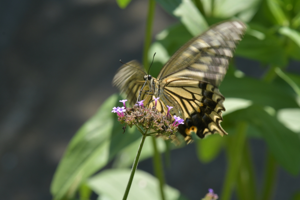 花と蝶MMMCCLVII！