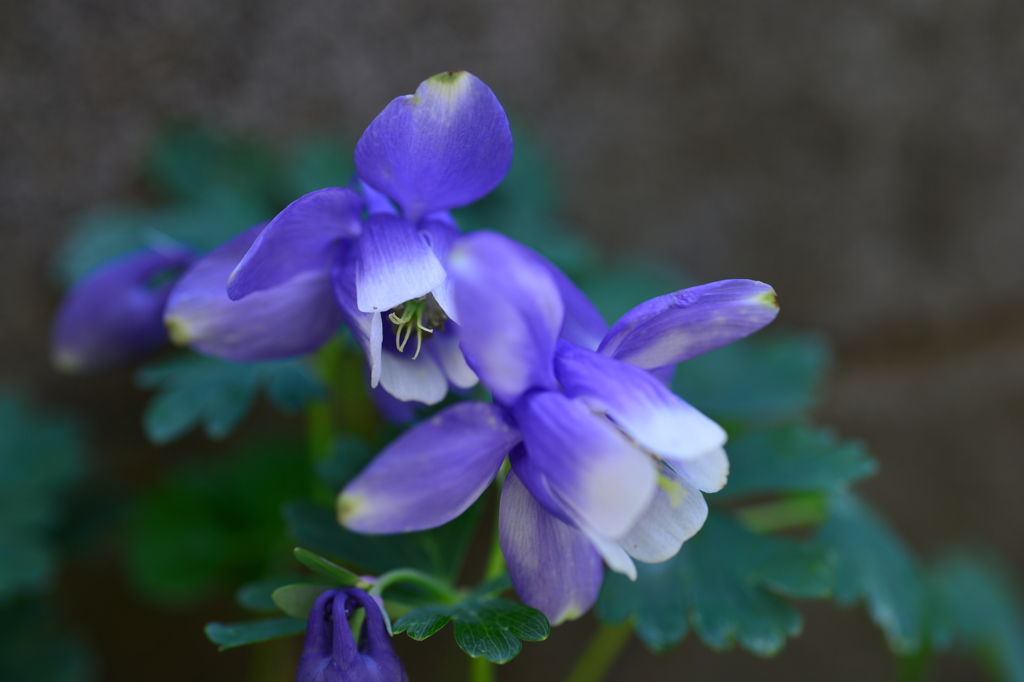 季節の花DCCIII！