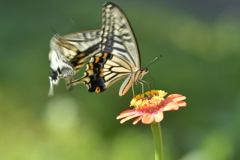 恋の季節CCLXIV！