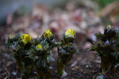 季節の花DLXXI！