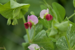 季節の花MCCLXXXI！